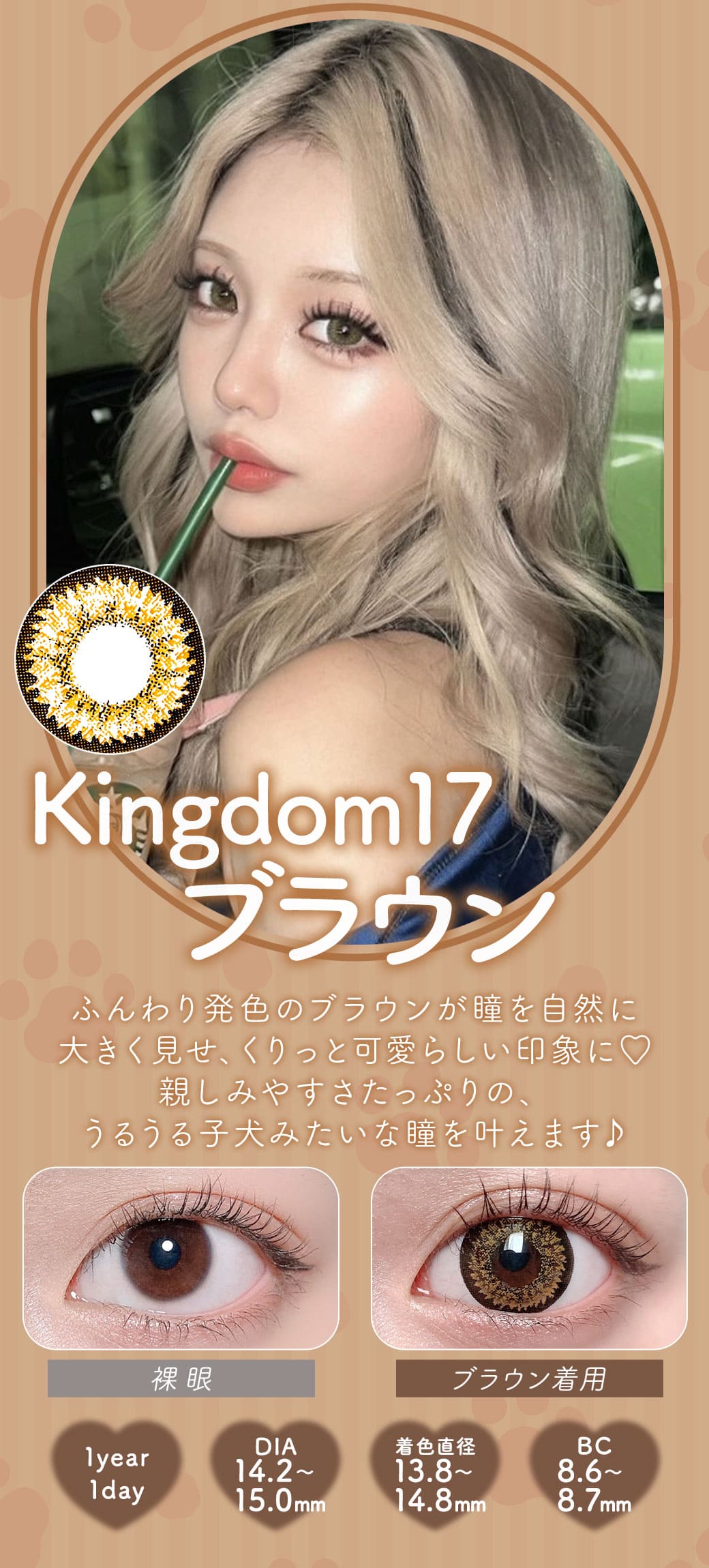 Kingdom17ブラウン1年DIA15.0mm